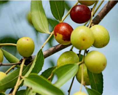  野味■农村正在“消失”的4种野味，有钱也不一定买到，见过3种