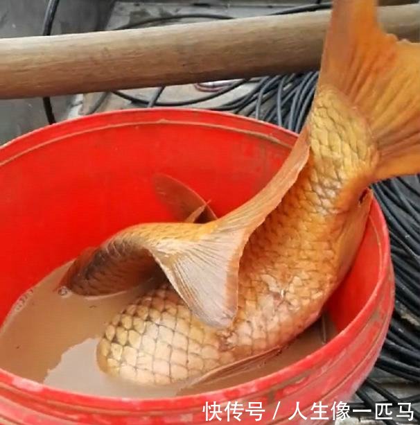 野生黄河大鲤鱼，被激流冲晕，村民冒险下水捕获