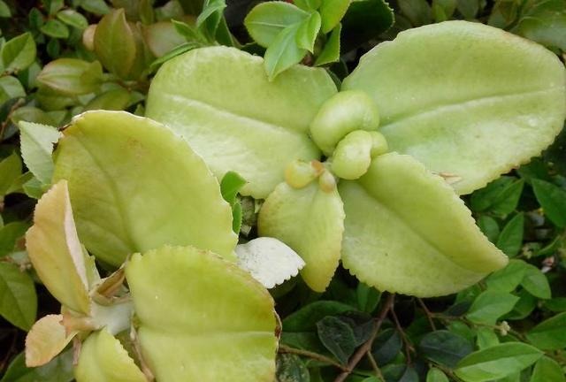 农村这种树叶四月吃最好，含植物氨基酸，错过了只能等明年