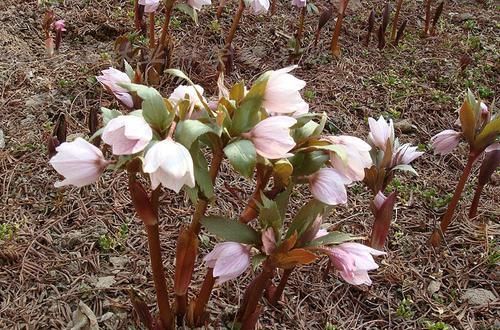  『人称』人称“铁筷子”，花开美过玫瑰，药用价值高，市场上卖100元一棵
