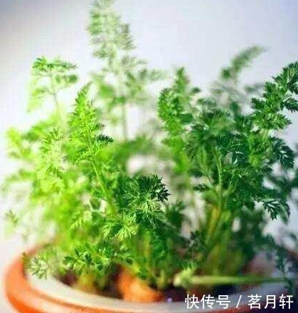 萝卜@不要再买盆栽了,厨房里的白菜萝卜红薯,盆栽起来非常漂亮
