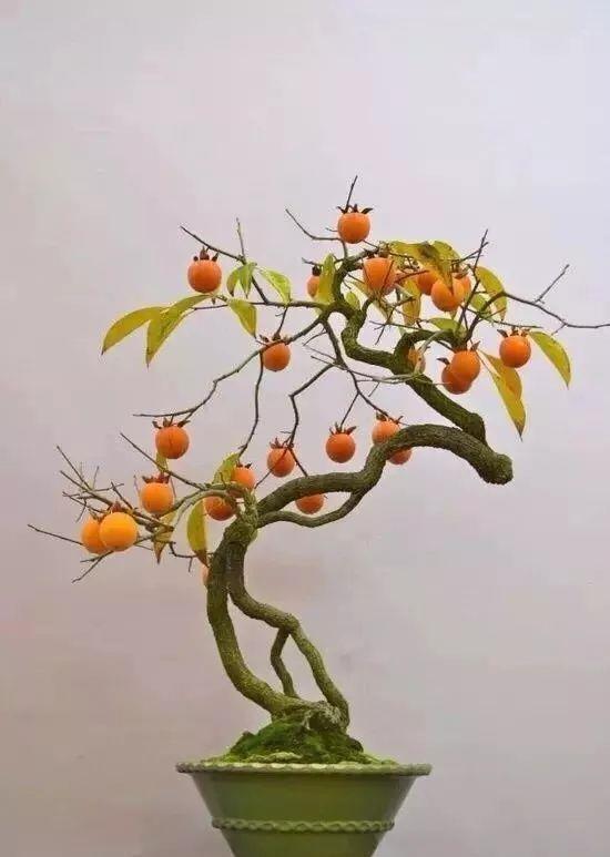  #排水良好#家里养棵守家树，镇宅又纳福，养得越久越吉祥，1盆能顶10盆