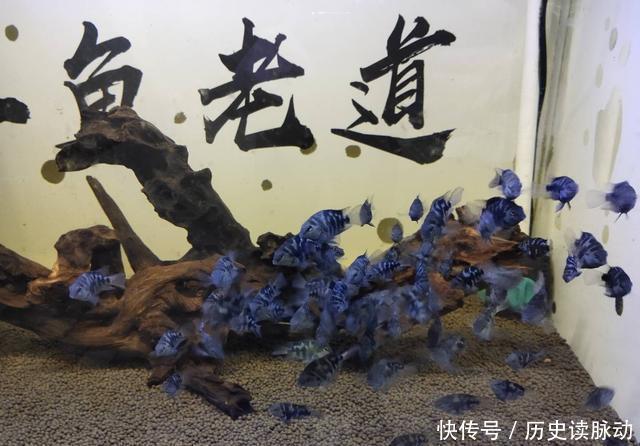 #何种#小鱼缸饲养观赏鱼，应该选择什么品种，何种过滤形式为好？