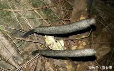  【值钱】这种野生物，外观像黑炭，它难遇且珍贵值钱，过夜路请