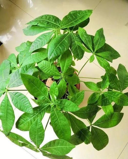  『新芽』立春给发财树“剃剃头”，新芽蹿的快，树冠长成伞，茂密油绿