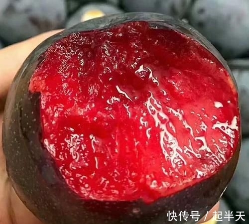  树苗盆栽：开春了，不管阳台大小！建议种这果苗，简单易活，果子随手摘