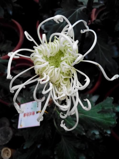  [海蟹]喜欢菊花，不如养盆“菊中珍品”墨蟹，花开如墨，似海蟹横行，美