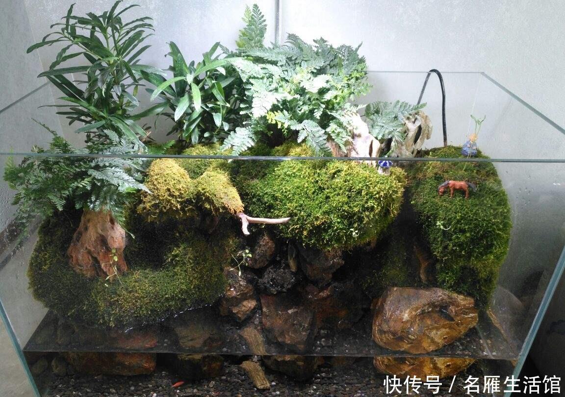 『潮湿』山上挖点苔藓,找个玻璃瓶种进去,造出微景观,比买的花还漂亮