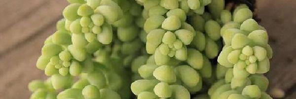  玉坠|多肉植物玉坠的繁殖方法