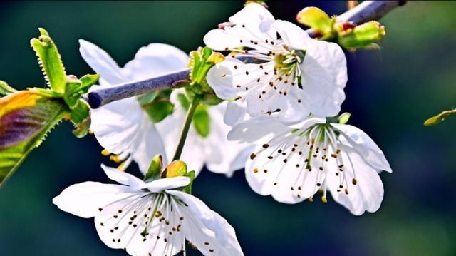 这里的樱花开放时，浓了春天，醉了游人！