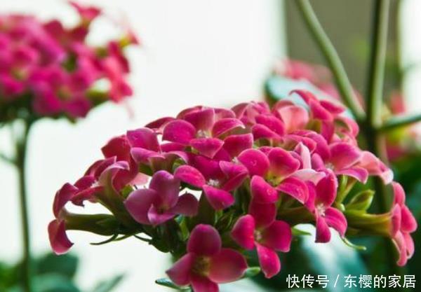 『天竺葵』这3种花,随便扔土里就能长成一片,尤其第三种,开花不断!