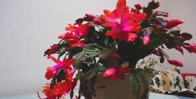 『升高』温度升高,这3种花现在扦插,10天就生根,开出一片大花球!