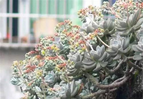  种多肉植物：多年前，这种“多肉”在农村“成灾”，皮实爆盆快，是麻雀的最爱