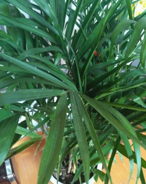  #绿萝#网红植物“凤尾竹”，能净化空气？别花冤枉钱，还不如养盆绿萝