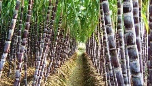 最佳甘蔗养殖法，你知道几种？这样种出来的甘蔗人人都说好