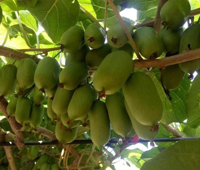  【包烟】少抽2包烟，院子里也要栽上2株此果树，结果甜如蜜桔，丢土里就活