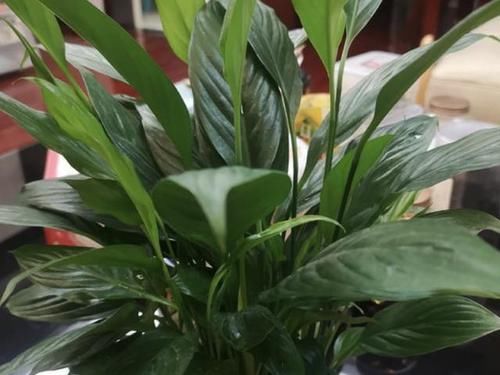  到植株■白掌的花期有“100天”，养了2年看不见“花苞”，4个原因请重视