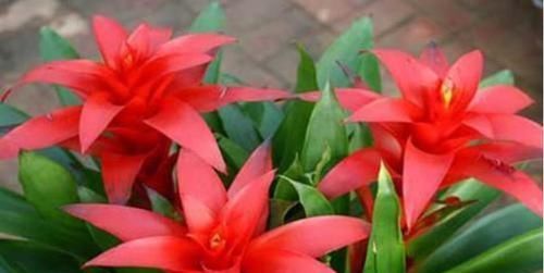  「便宜」4款艳美的花卉，便宜又好养，花开美观又大气，花色艳丽灿烂无双