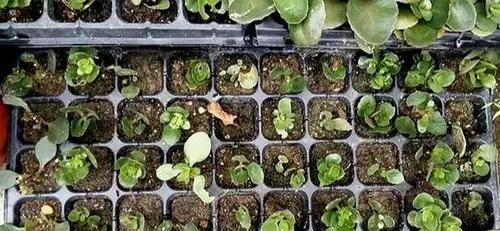  「家里」好养又好繁殖的3种花，给你一片叶子，就能把家里爆成花海