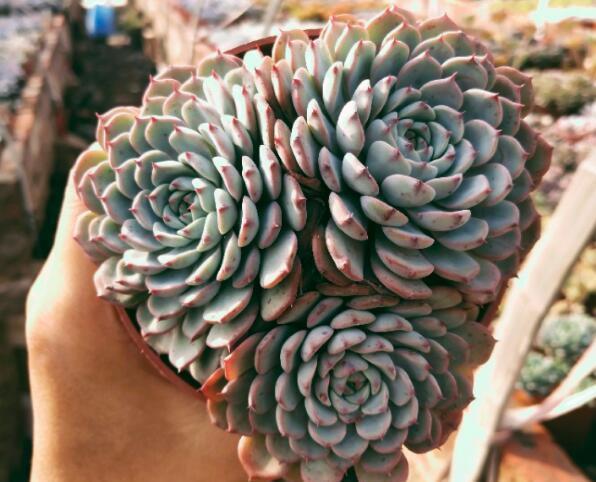 盆栽|丽姐说花卉:蓝姬莲老桩,多肉植物盆栽,群生多头肉肉