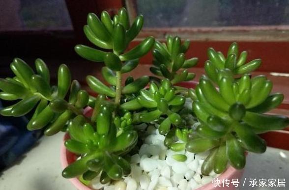  『解决』多肉养殖小知识：刚买的多肉''褪色''？只需做到2点就轻松解决