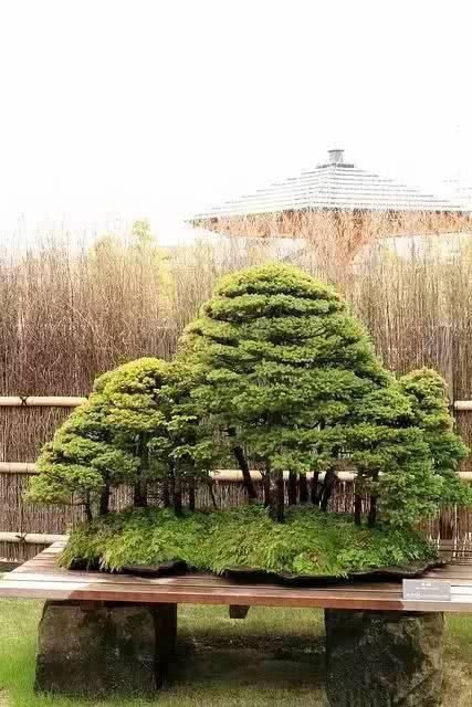 「从未见过」没有盆的盆栽，从未见过，太好看了！
