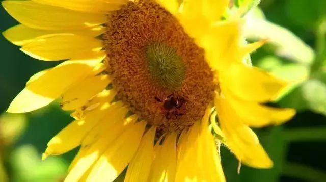 黄金九月楼观的花海开啦！赏花海、品花宴，全都不能错过！