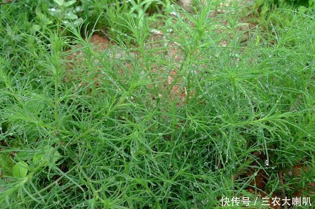 农民讨厌的一种野草，竟然可以卖到30元一斤！