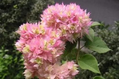 「花芽分化」三角梅不开花别盲目控水,从几方面找原因,正确处理才能花枝满头
