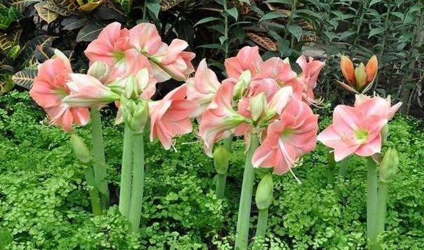  [家里]“4种花”自带富贵气，花开红艳喜爆盆，家里养几盆，富贵又招财