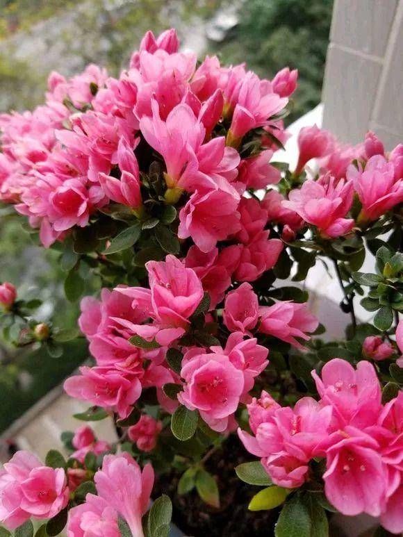 「养护杜鹃花」这4种绿植,喜欢酸性土壤,平常喂点“醋”,开花多花期长叶子绿