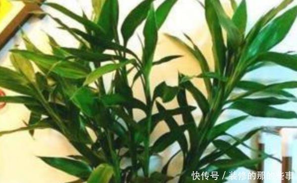  「抓紧时间」3种“植物”寓意好又旺财，有利于家人健康，抓紧时间养一盆吧！