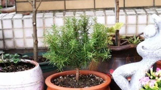  『迷迭香』厨房放盆草，清新空气还能吃，越掐越疯长！