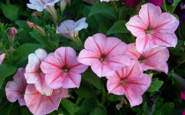  「矮牵牛的繁」这两种花都叫“牵牛花”，却一个“高”一个“矮”