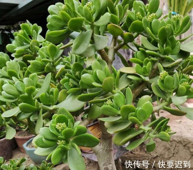 『开春以后』早早把玉树“剃成”光杆子,新芽嗖嗖冒,1年变老桩!