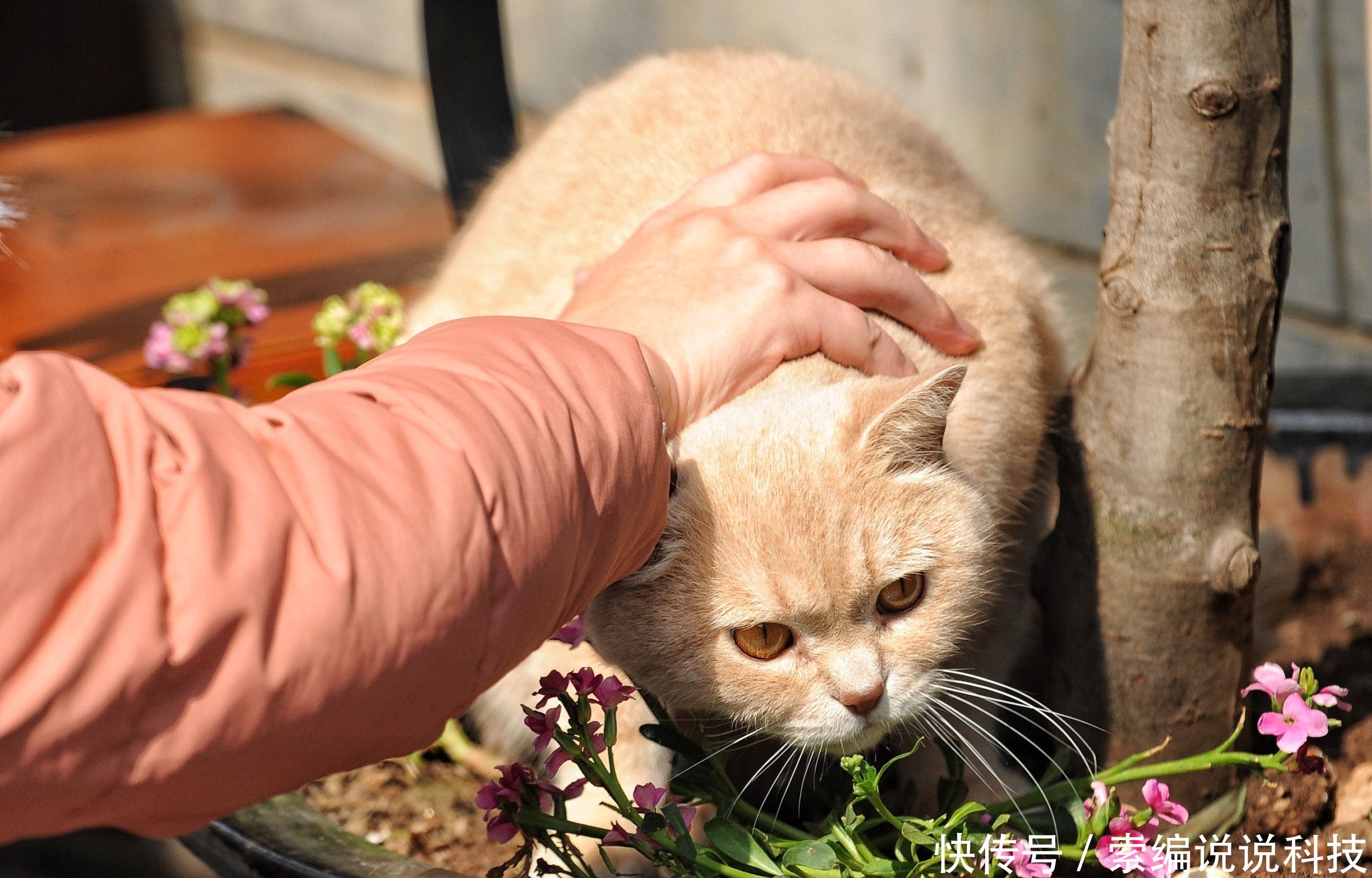 这是什么猫什么猫