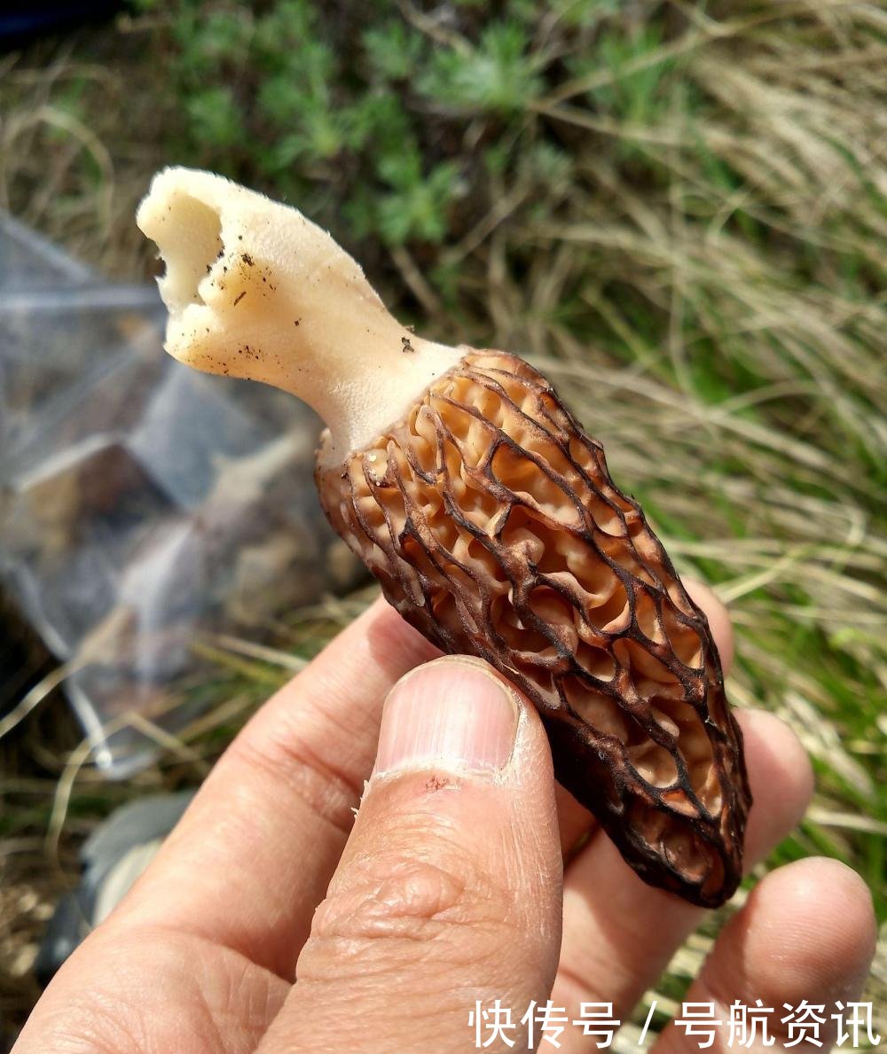 农村山上的宝贝菌子1500块钱一斤，村里的人却从来不去采摘