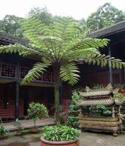  #值得#开荒挖到一“过山龙”树根，外形霸气十足，拿回家养盆里，很值得