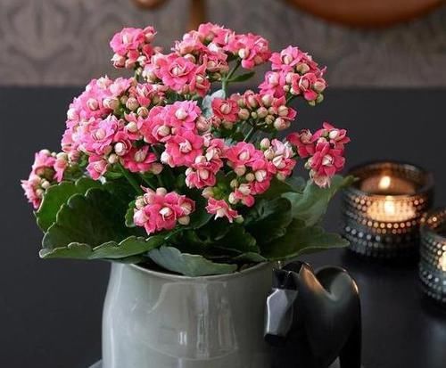  『长寿花』这种花真奇怪，喜欢'喝'中药，叶子油绿，花开一茬接一茬