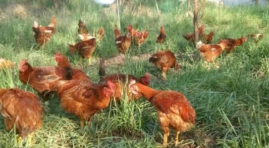  玉米：纯玉米粒喂鸡到底好不好，很多养鸡户不知道，来，听听行