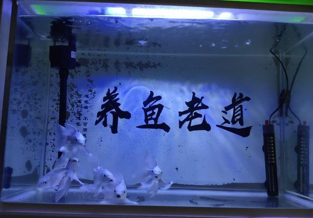 #鱼缸#给五条金鱼的鱼缸做了一个小上滤,用斗鱼盒做的,能有效果吗?