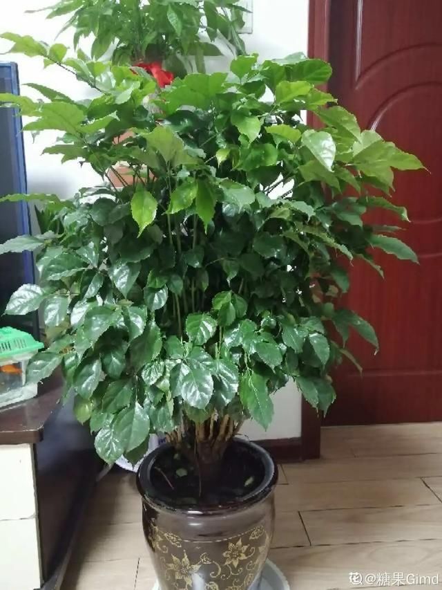  #散射光好#3种树，每月砍1刀，呼呼疯狂冒新芽！