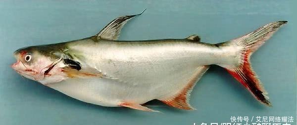 钓友|白骨鱼?武汉钓友长江钓获半米长“变异黄骨鱼”,全身雪白