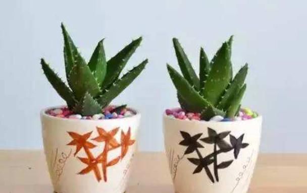  越养越■这3种植物虽然“丑”，却是天然“空气净化器”，越养越值钱