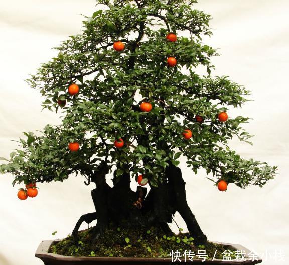 『银杏』这3种“盆景树”懂花人都在养,时间越长越值钱!都能变成传家宝