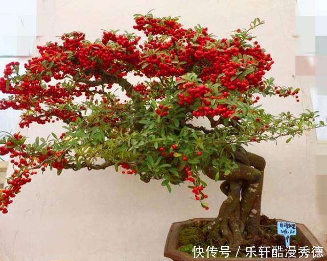  [做成]农村随处可见的“4种树”，做成老桩盆景，遒劲有力、古雅