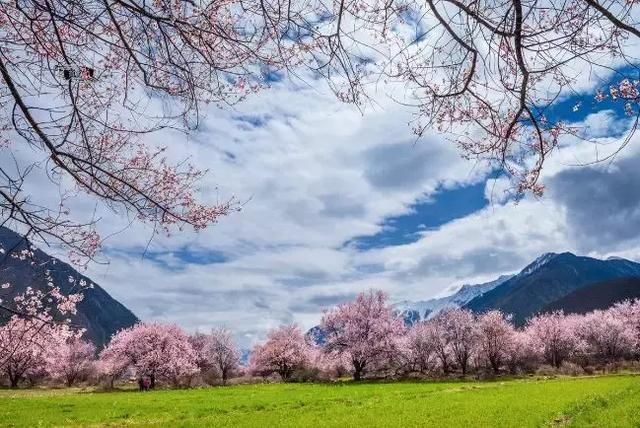 再过一个月，国内这处桃花盛景就要藏不住啦！囊括高原最美雪山！