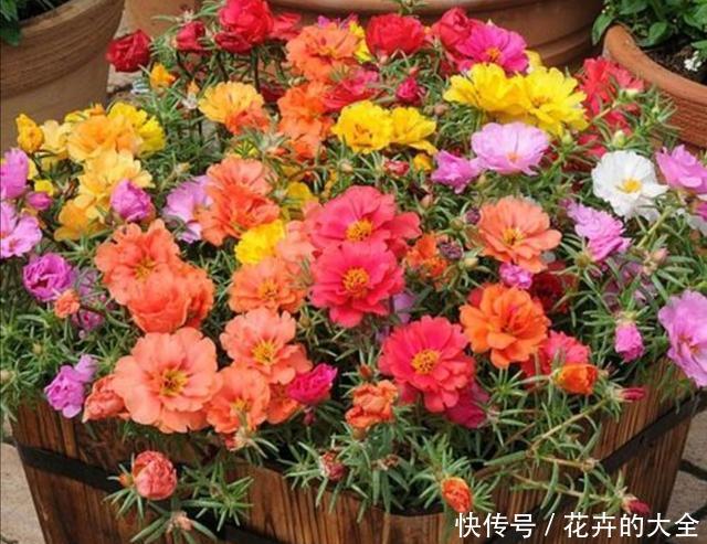  春天|春天阳台栽3种花，开花一茬接一茬，长期有花赏