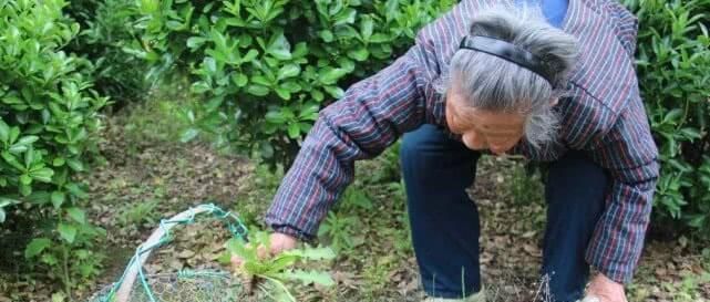  『泡水』蒲公英泡水喝，是用叶子还是用根茎中医给出回答，受教了