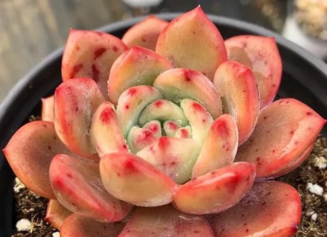  「静夜」关于多肉植物杂交的那些品种，你养过多少呢？